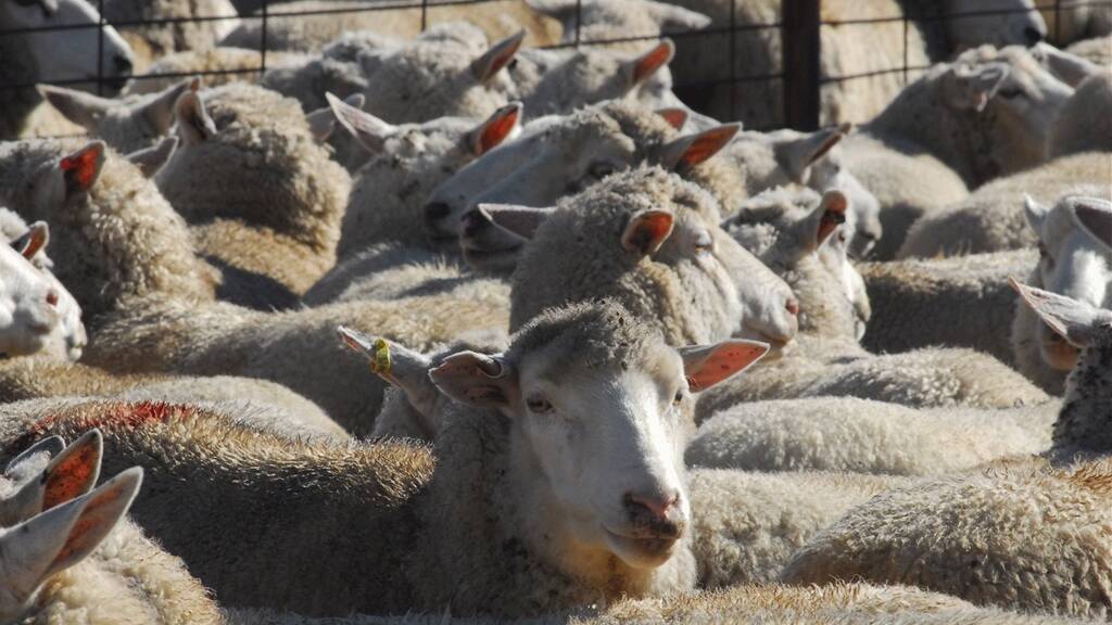 SUCCESSFUL PROSECUTION: Agriculture Victoria has mounted another successful animal cruelty prosecution, this time involving flystruck sheep