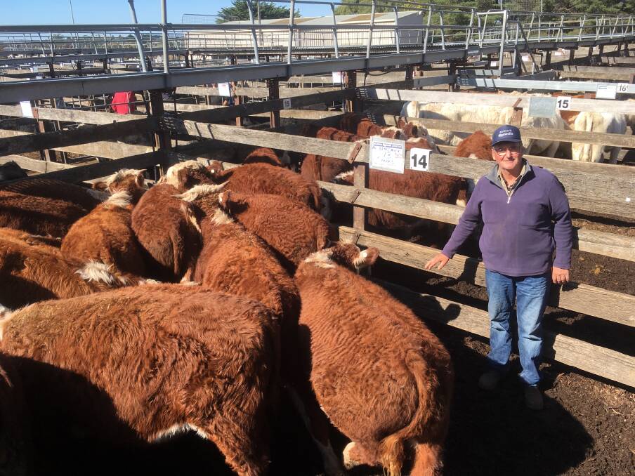 TOP SELLER: rian Smith, Iona, Trentham, with some of his Glendan Park blood nine-to-10-month-old Poll Hereford steers.