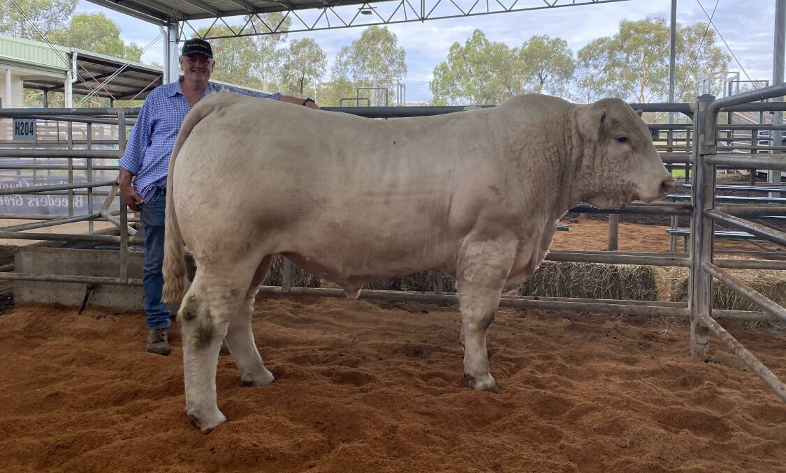 TOP CHAROLAIS: Airlie stud manager Michael Bond with the top-selling bull. Photo by Sapphire Halliday.