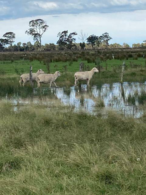 FLOODED PASTURES: Flooded pastures at the Bairnsdale property of David and Glenda Mitchell. Photo by Glenda Mitchell.