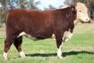 Hereford bull sells for $14,000
