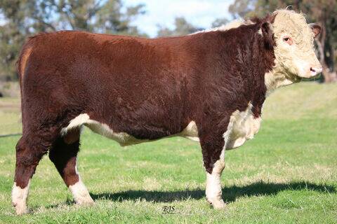 TOP SELLER: Warringa Herefords, Sarsfield, sold Warringa Rumpole to Bluey Commins of Nunniong Herefords, Ensay for $14,000.