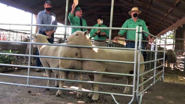 SALE TOPPERS: The two top-selling rams at Fincham's Burando sale, held at the Yea showgrounds. They were knocked down to Graeme Dehnert, Ballan.