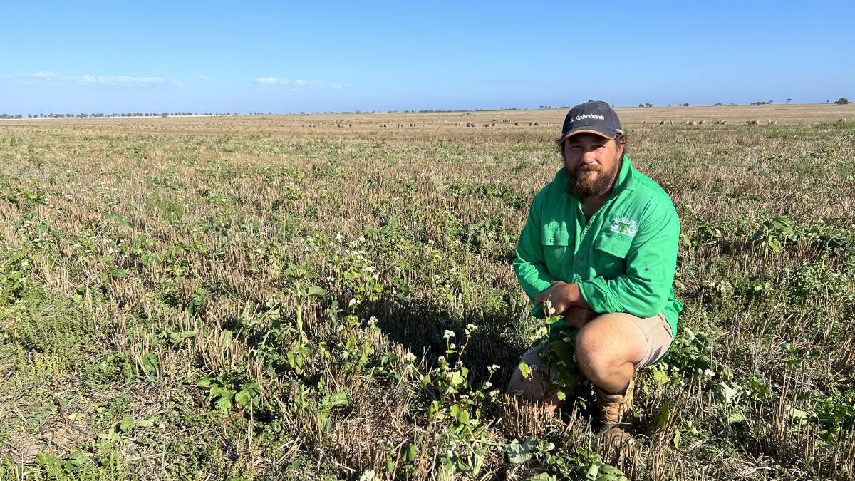 RELAY CROPS: Trent Anderson, Giffard, says he has learnt volumes from a failed relay cropping trial over summer and has plans to utilise that knowledge over the next summer season. 