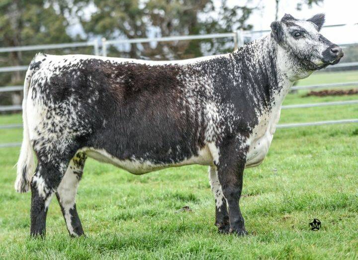 SALE TOPPER: Epic Amy's Girl R8 was sold to Davena Speckle Park, Euroa for $40,000.
