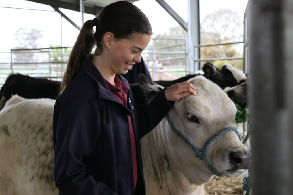 BOND: Brenna Guilfoyle, Year Seven, with one of the hoof and hook steers from Wagga Christian College. The college won the Grand Champion Carcase competition. Pictures, supplied