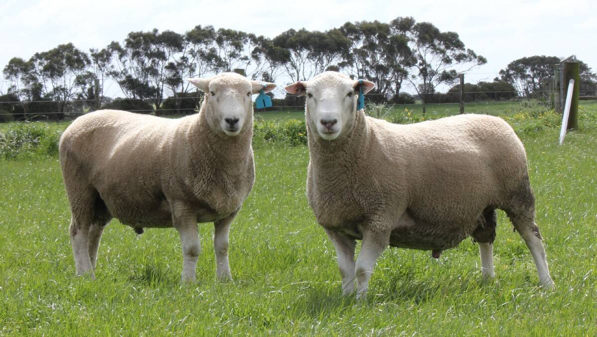 SALE TOPPERS: The two top-priced rams at the Chrome Sheep Studs spring auction.