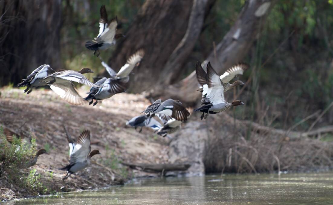 WATER SALE: Wood ducks in the Barmah Forest. The Victorian Environmental Water Holder is offering excess allocation, for sale by tender.