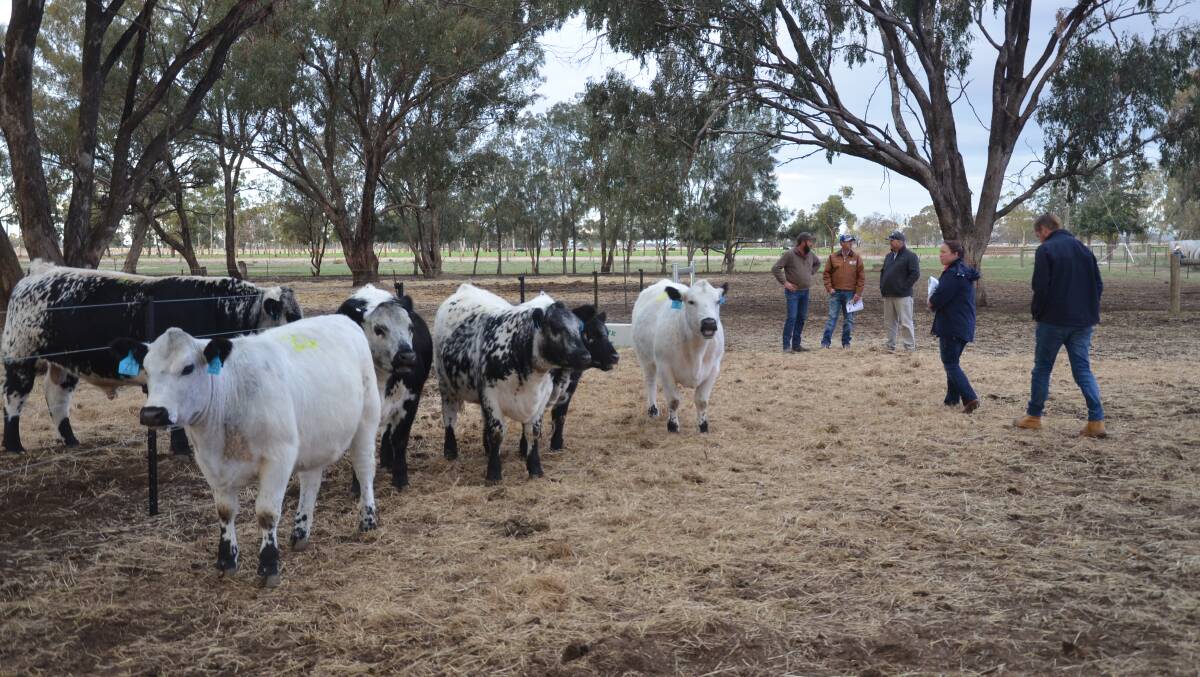 Cattle on display at Jackungah, Pine Lodge for last year's Blueprint Opportunity Sale, an inaugural multi-vendor, on-property auction, put together by the stud's Jack Nelson last year.
