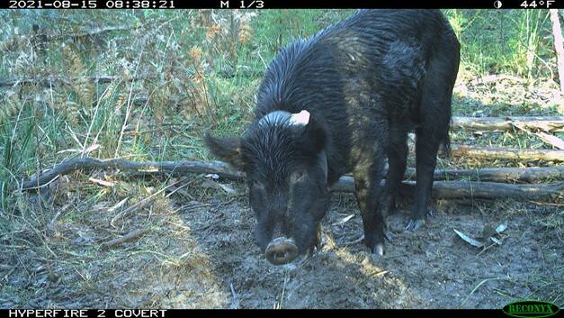 PIG CONTROL: A feral pig with a GPS collar in the Otway Region