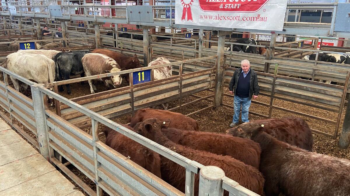 BUYER: Mal Harding, Hillend, bought this pen of six by six Shorthorn cows and calves.
