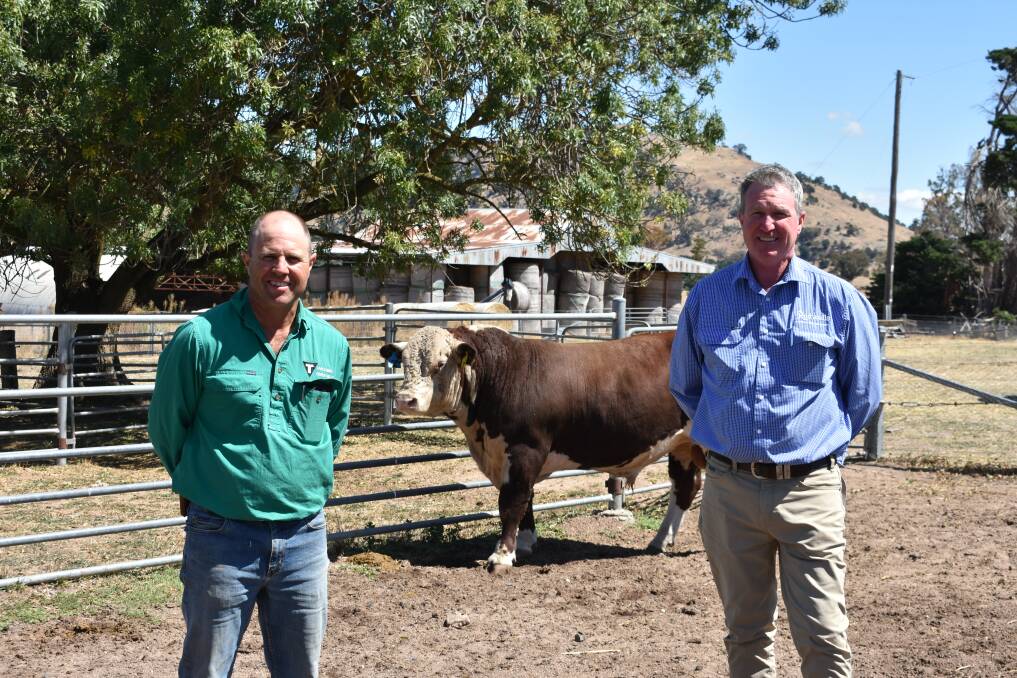 Stud co-principal Tim Hayes with Rodwells livestock agent Mick Curtis and the top-priced bull. Picture by Andrew Miller