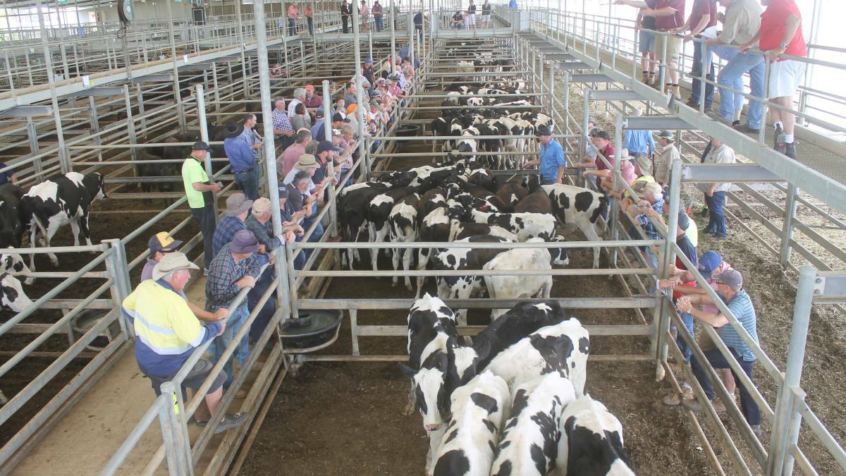 PRE-LOCKDOWN: It'll be some time before scenes like this happen again at livestock saleyards, including Echuca.