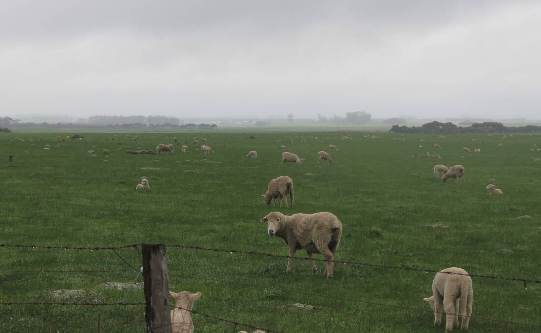 DRY JULY: Producers are hoping for the rain to ease, next month, so they can get onto paddocks. Picture: Andrew Miller.