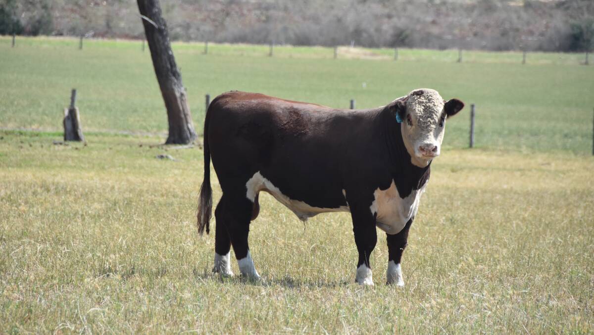 LINE UP: Each year, Mawarra expects to produce about 80 sale bulls which are known for their consistency.
