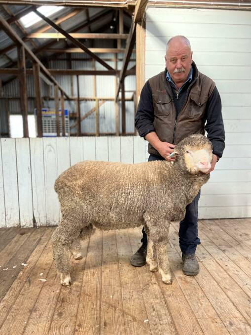 STUD DISPLAY: Kevin Beaton says he intends bringing a team of between four and five fine-wool Poll Merino rams, to this year's Australian Sheep & Wool Show.