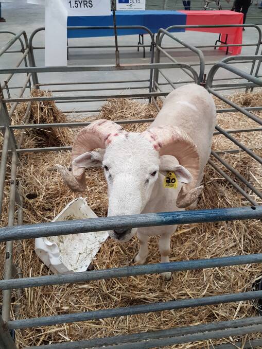 SUCCESSFUL SALE: This Laradell ram was awarded third place in the show and was bought by Phil Wischer from Tarwin Lower. It was one of nearly 70 animals, exhibited at the show, which preceded the sale. 