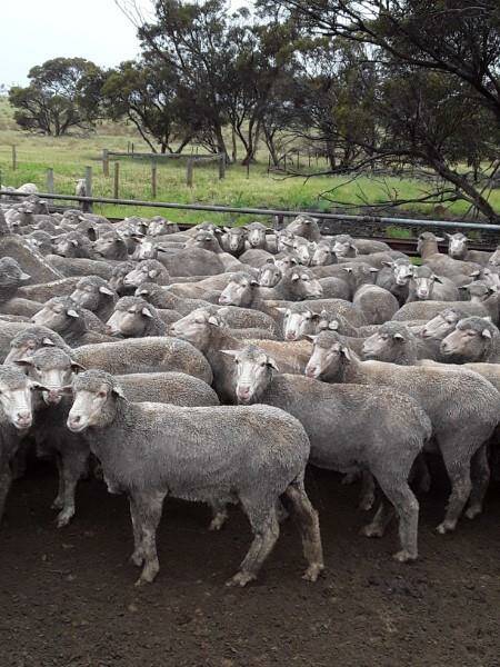 TOP PEN: Agents said this draft of NSM ewes sold for $330/head.