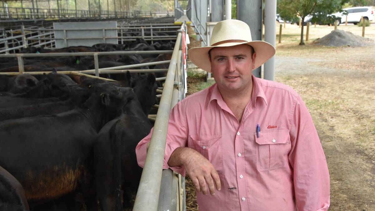 WELL-BRED: Well-bred cattle are attracting Elders Yea livestock manager Jamie Quinlan to Kyneton, on a regular basis.