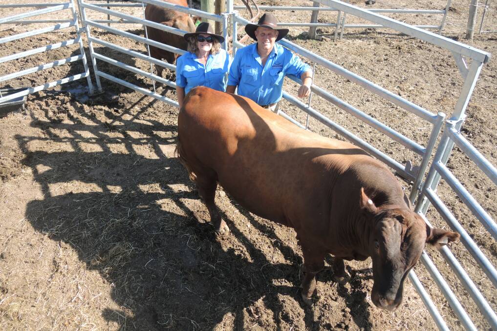 REDGUMS: Cliff and Maree Downey with ‘Eric the Red’, an 18-month old, 700 kilogram Red Angus bull. 