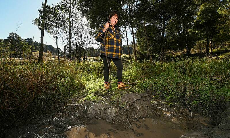 DEER TROUBLES: Dairy farmer Karen Moroney, Eskdale, is one of many producers in the north-east who have experienced damage from wild deer. She is at a "wallow" on her property. Photo by Mark Jessser.