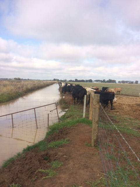 CHANNEL DAMAGE: Goulburn-Murray Water says farmers whose livestock damages irrigation channel banks may be liable.
