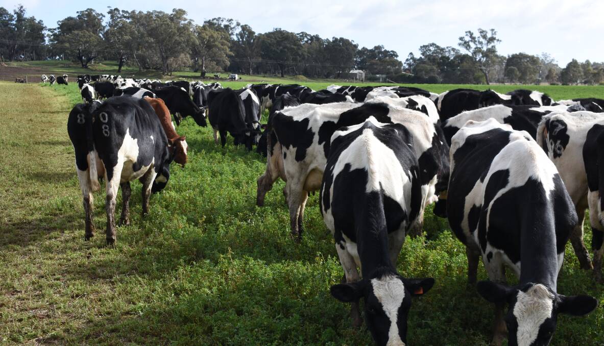 Flooding, dairy farm exits and high prices have seen a further decline in milk production, both in Victoria and Australia. Picture by Andrew Miller.