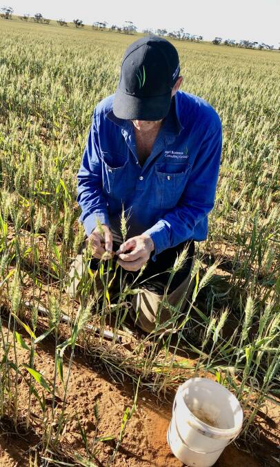 DAMAGE ASSESSMENT: Assessor Marty Colbert checks hail damage in a Mallee paddock. Photo by Marty Colbert.