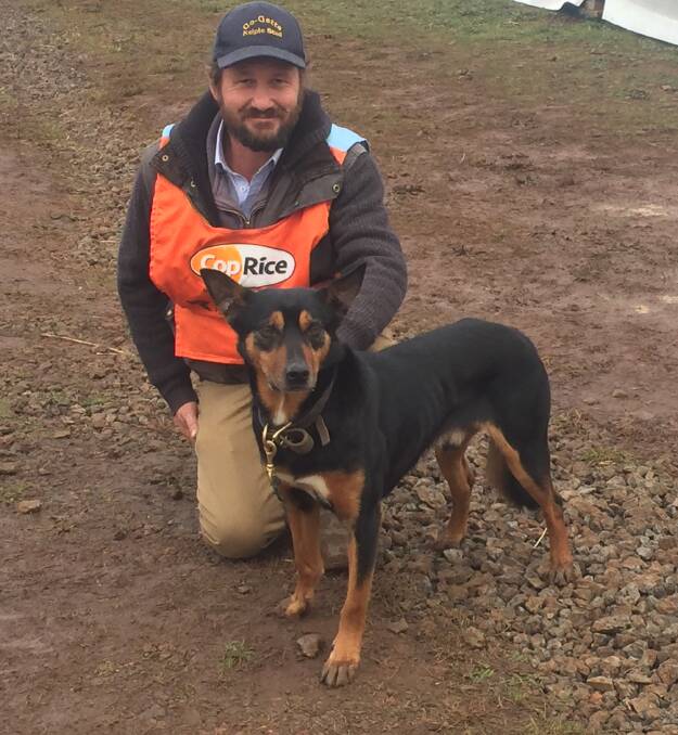 Champion: GoGetta Basil, with breeder and handler Joe Spicer, again came out on top at the Victorian Farm Dog Championships, after winning the title last year.