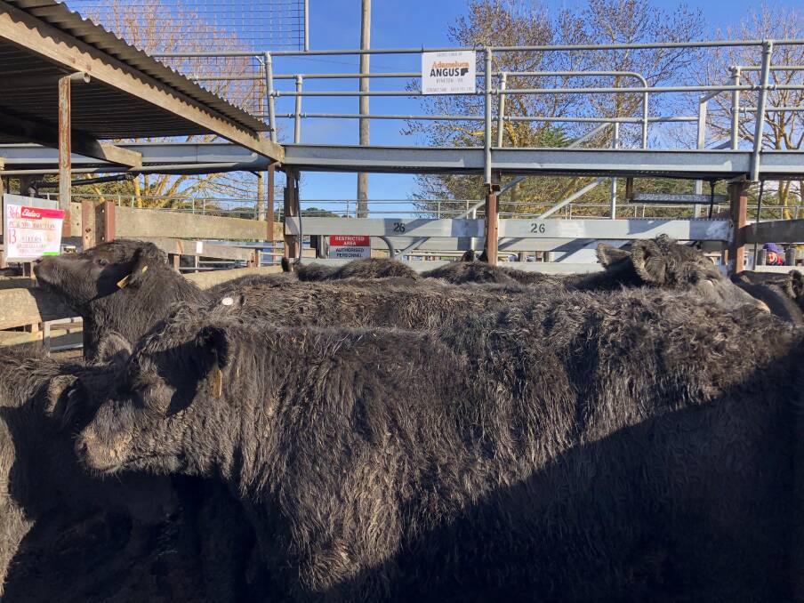 TOP SALE: Kyneton followed the trend of other store sales, around Victoria, climbing steadly towards 600cents/kilogram, for lighter steers.
