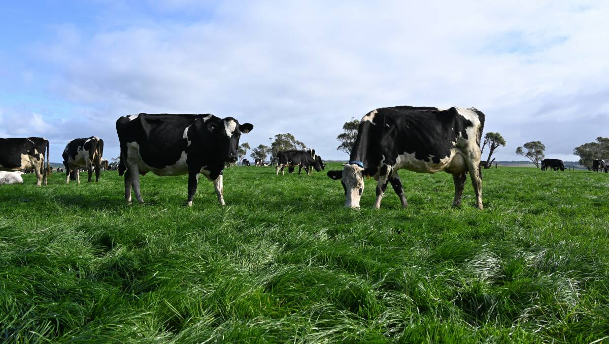 Dairy Australia experts estimate the right choice of ryegrass can give a huge boost to net profit. Picture supplied