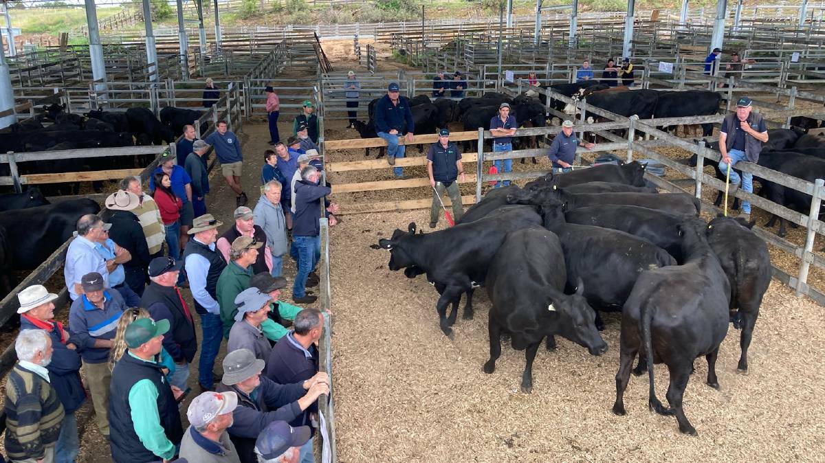 STONGER SALE: Warrnambool sees an even stronger sale, on all but heavier steers that didn't meet feedlot specifications.