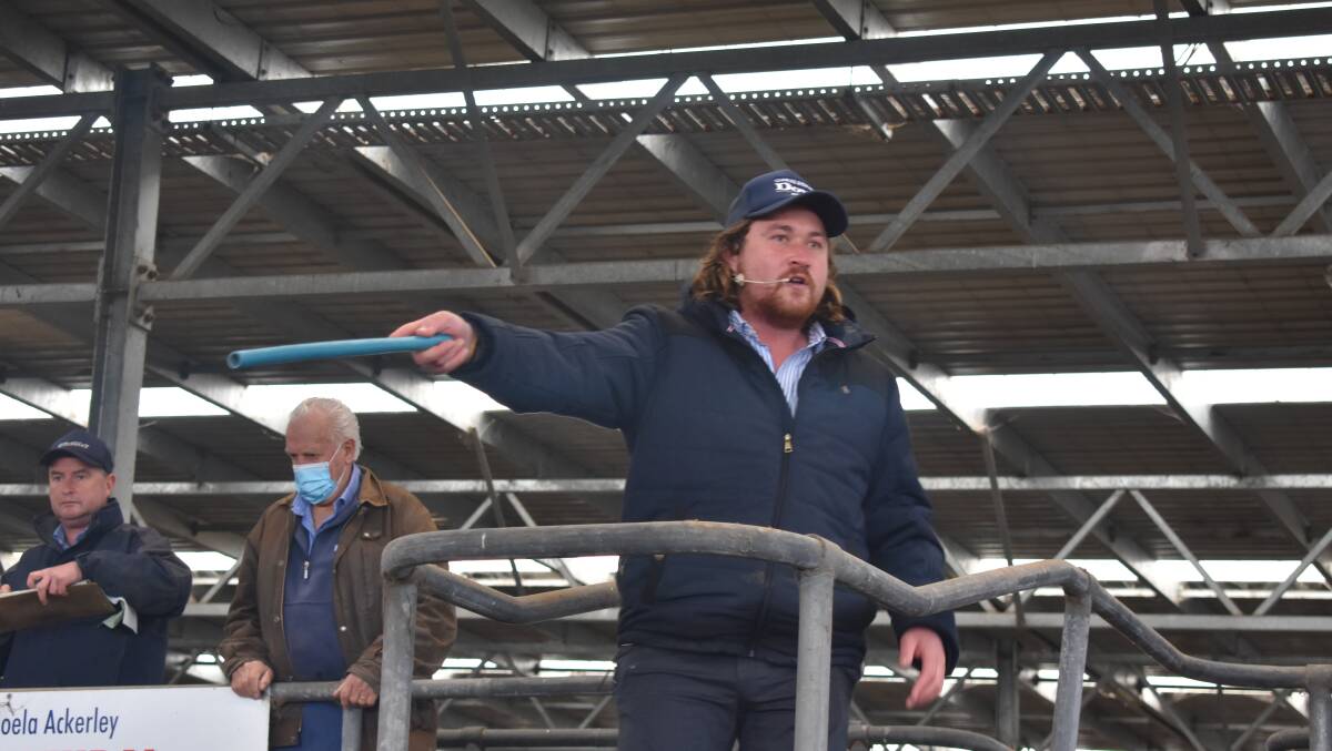 Charles Steward Dove auctioneer Shelby Howard takes bids at Colac. Picture by Andrew Miller.