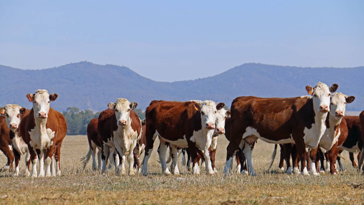HOLBROOK HEREFORDS: Herefords on the main block at Holbrook; animals are brought to Jindera, before processing: PHOTO: Herefords Australia.  