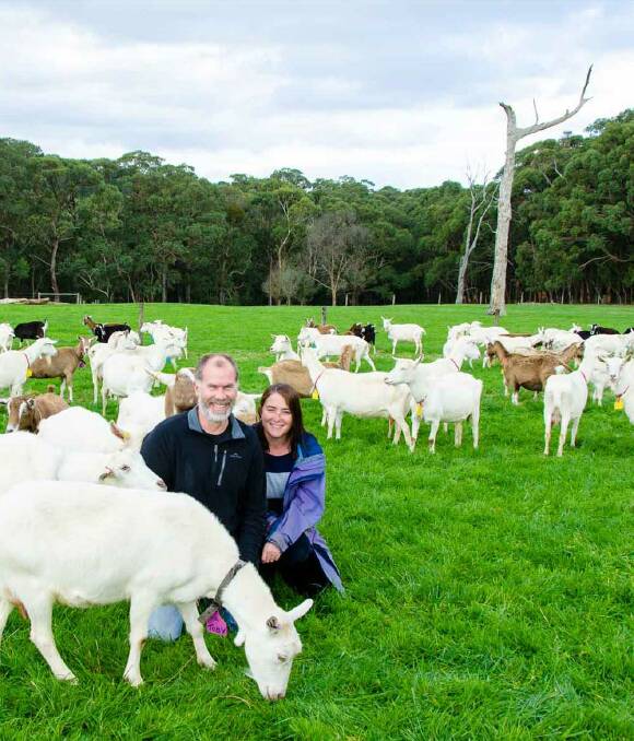 DAIRY GOATS: Damien and Bess Noxon with some of their "girls" - part of their 220 strong dairy goat flock.