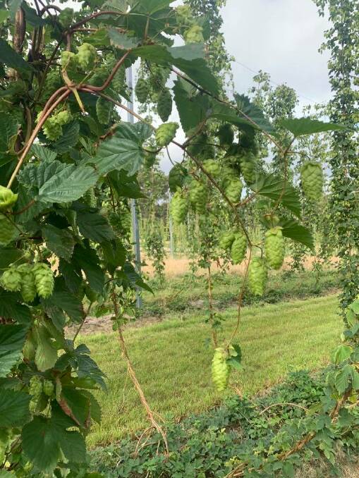 HOP HELP: Agriculture Minister Mary-Anne Thomas visited AC Hops, Dean, to launch the latest round of grants from the $10.2 small producer grants program.