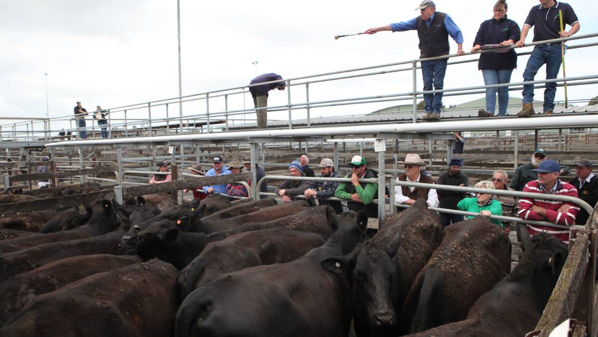 GENUINE STORES: Feedlotters continued to chase heavier cattle, at one agent said was a "true blue" store sale, at Warrnambool, on Friday.