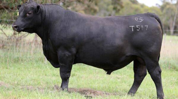 The Skews family, Ensay, paid top priced for 19-month old Angus Mawarra Touchdown T157. Picture supplied by BJS Livestock Photography
