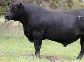 The Skews family, Ensay, paid top priced for 19-month old Angus Mawarra Touchdown T157. Picture supplied by BJS Livestock Photography