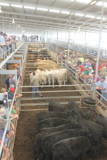 TOUGH GOING: The monthly store cattle sale at Echuca saw a large draft of smaller cattle, as regional producers continue to destock. File photo.