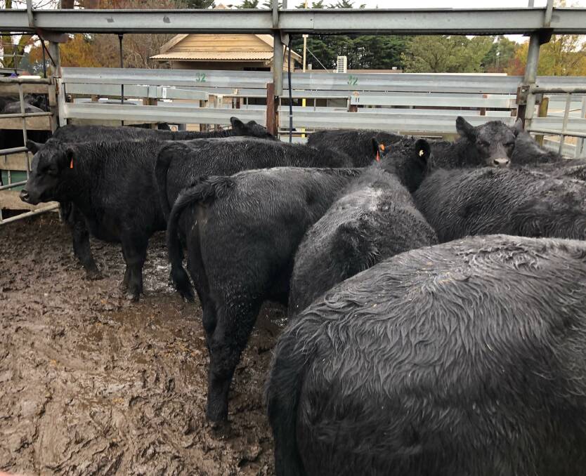 STRONG SALE: The Lambourne steers, which made $1490, or 416c/kg.