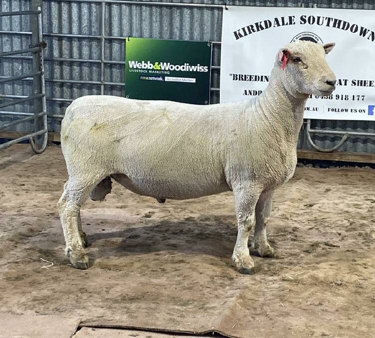 The top-priced ram from Kirkdale Southdowns, Evandale, Tasmania. Picture supplied.