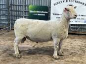 The top-priced ram from Kirkdale Southdowns, Evandale, Tasmania. Picture supplied.