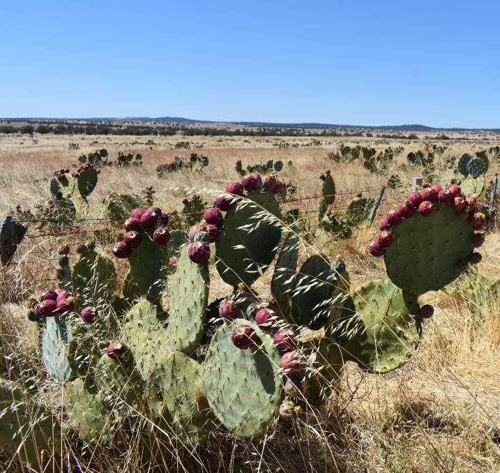 Wheel cactus infestation near Mount Buckrabanyule. Picture by Andrew Miller