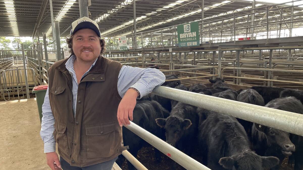 Stewart Howard auctioneer Shelby Howard, Colac, says there was a slight "spark" across nearly all lines at the monthly store sale. Picture supplied