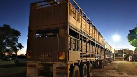 Australia's peak livestock transporter body has joined forces with Meat & Livestock Australia to launch a new transport information hub. Picture by Sally Gall