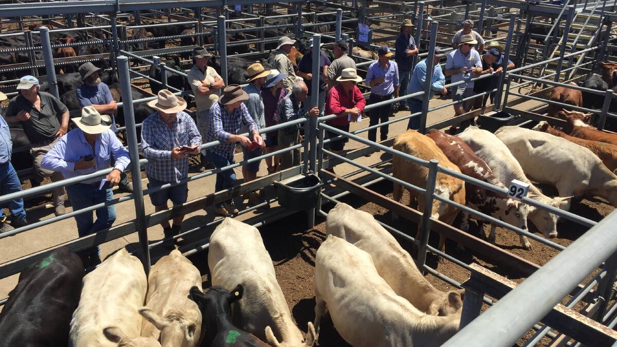 STRONG SALE: Kyneton prices continued to rise, with light steers fetching more than 700 cents a kilogram. File photo.