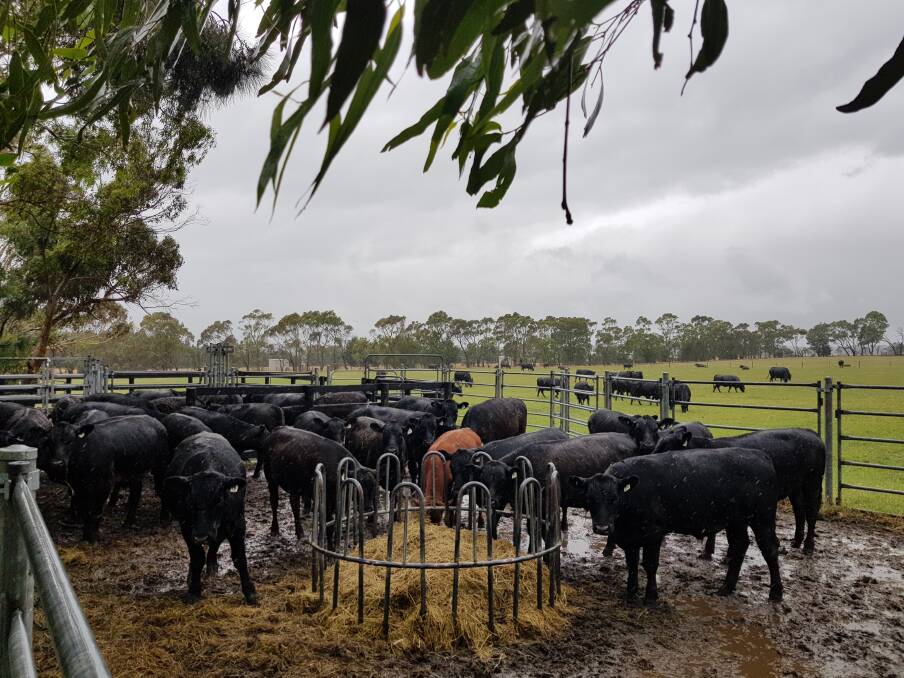 RAIN COMING: Mark Shaw received 9 millimetres on his Moorooduc property overnight, with more coming in during the day.