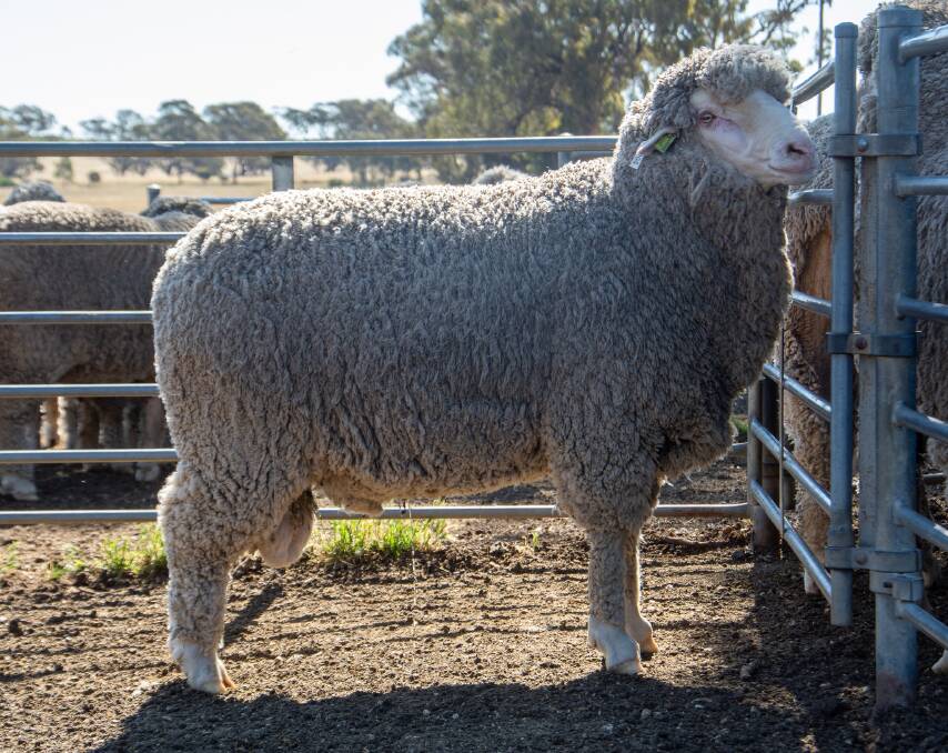 TOP RAM: The top-priced ram from the Charinga and Banavie grade ram sale went to a Coleraine buyer.