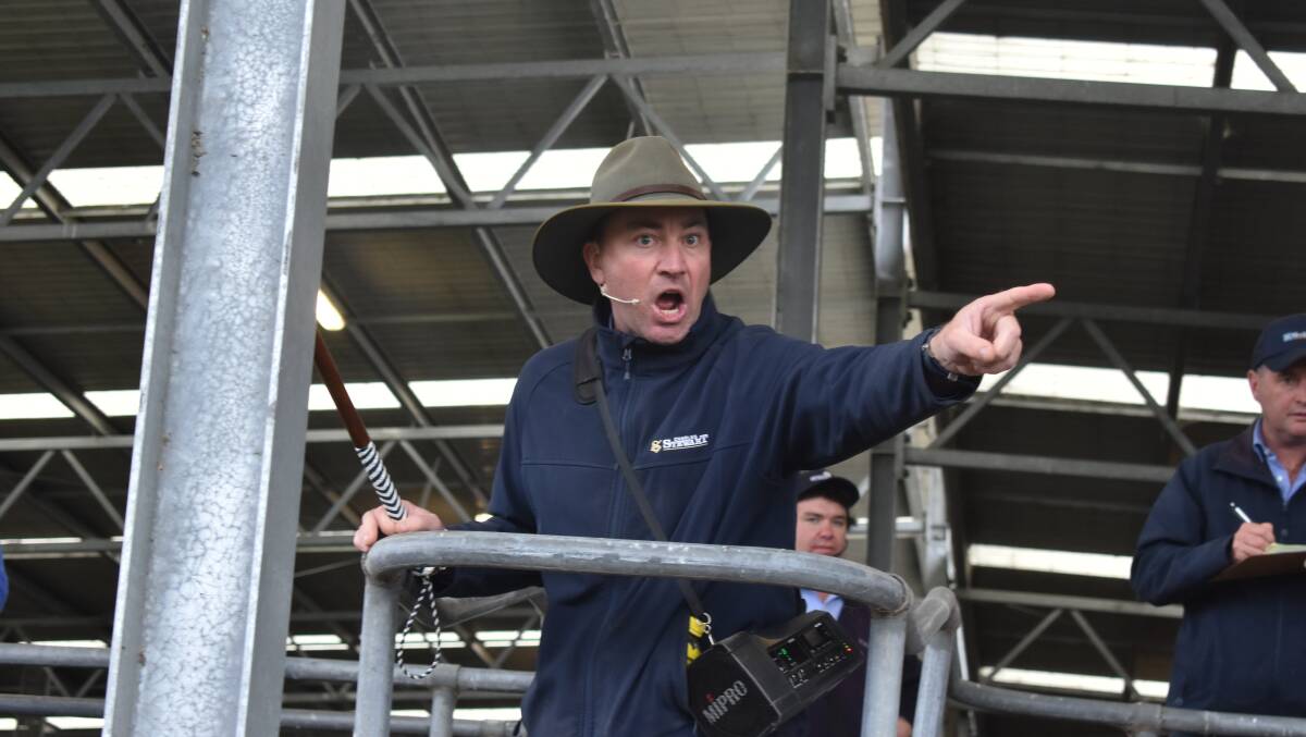 SALE-O: Charles Stewart livestock consultant Jamie McConachy in action at a recent Colac sale.